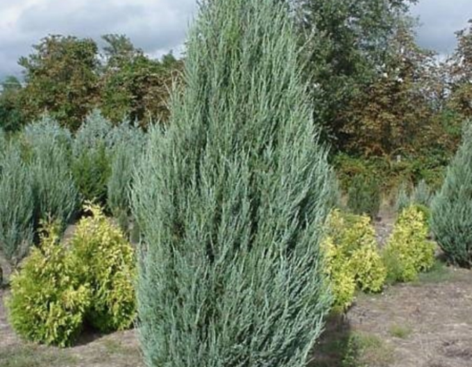 Jalovec virginský  Blue Arrow