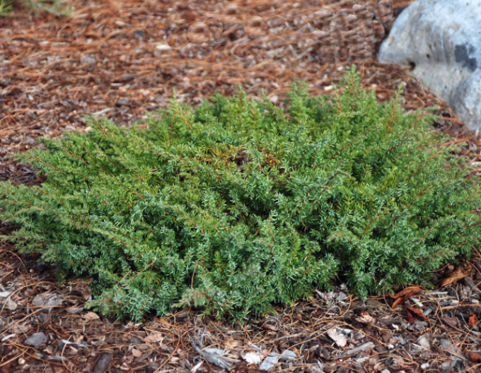 Jalovec Green Carpet