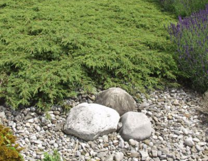 Jalovec Green Carpet