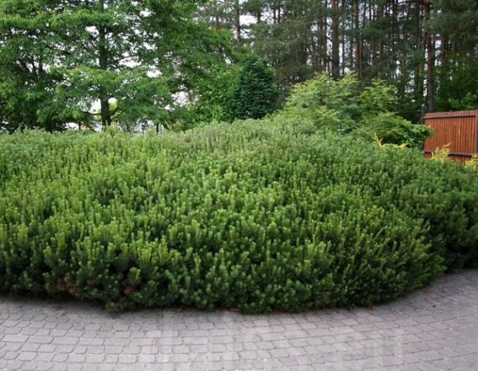 Horská borovice Pumilio