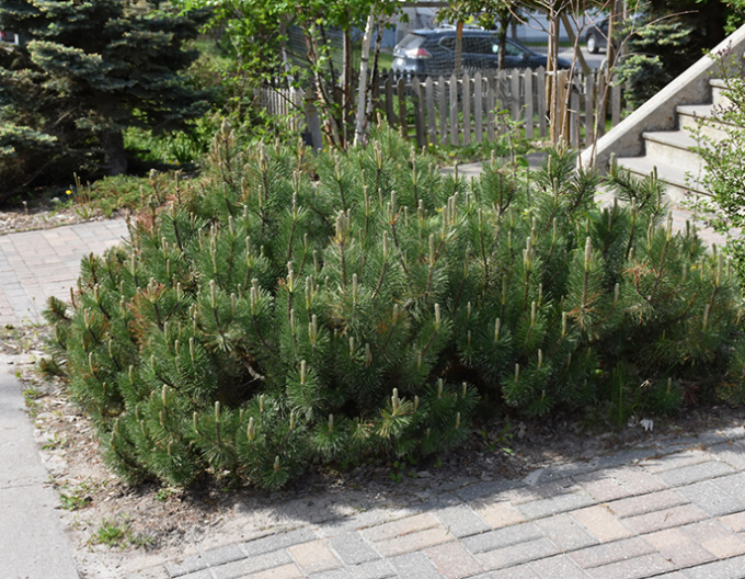 Horská borovice Pumilio