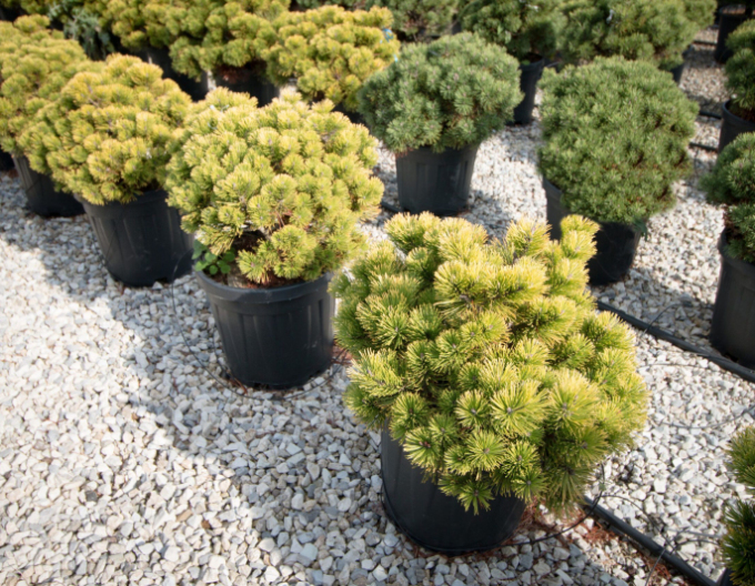 Horská borovice ´Wintergold´