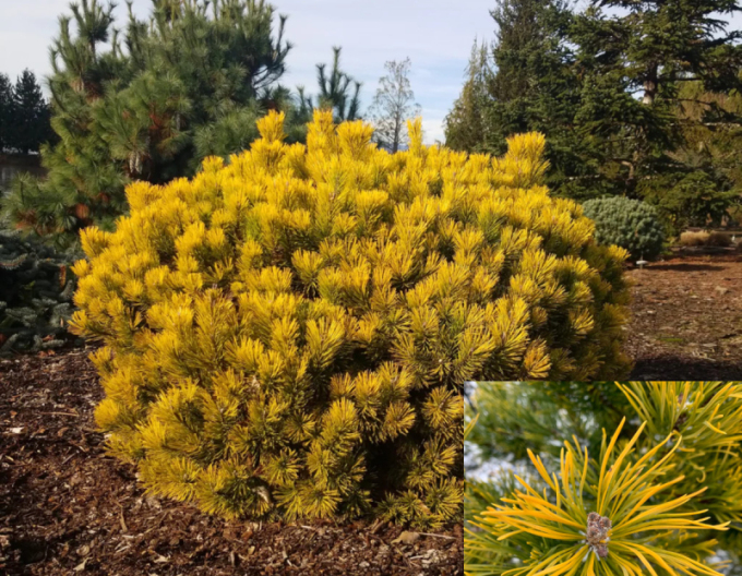 Horská borovice ´Wintergold´