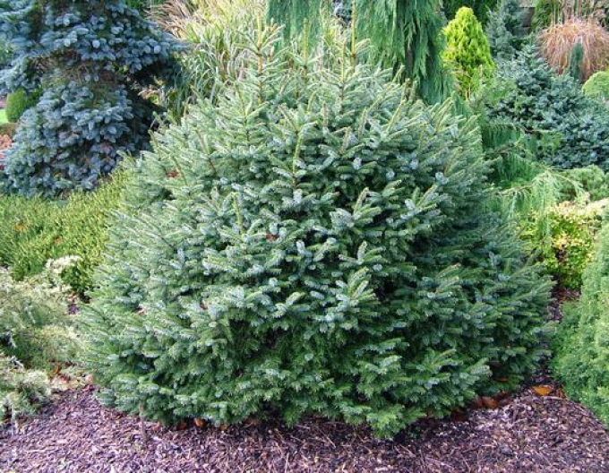 Balkánský smrk ´Nana´