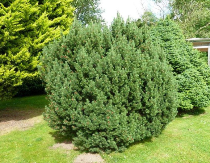 Balkánský smrk ´Nana´