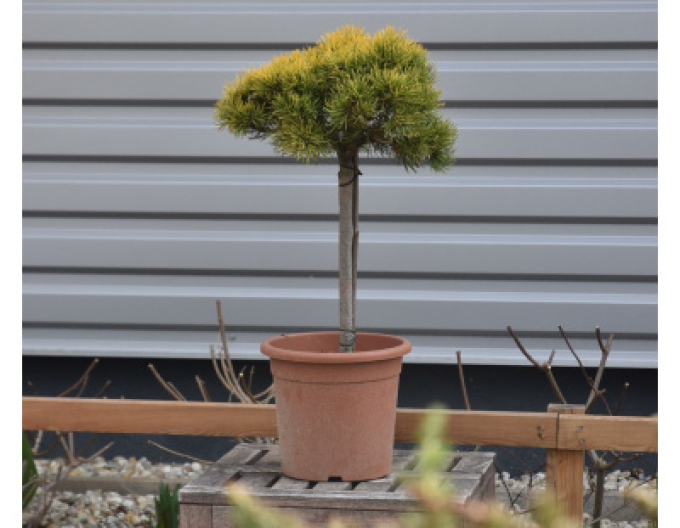 Borovice ´Carsten´s Wintergold´ na kmínku