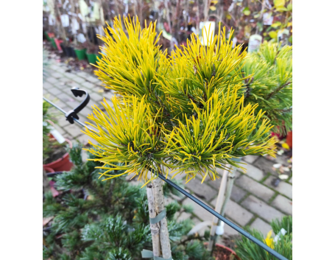 Borovice ´Carsten´s Wintergold´ na kmínku