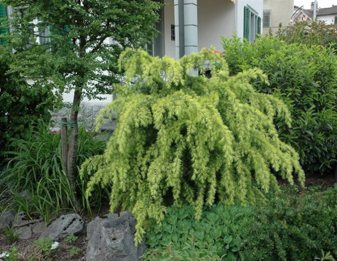 Opadavý modřín  (japonský) ´Varley Pendula´ na kmínku