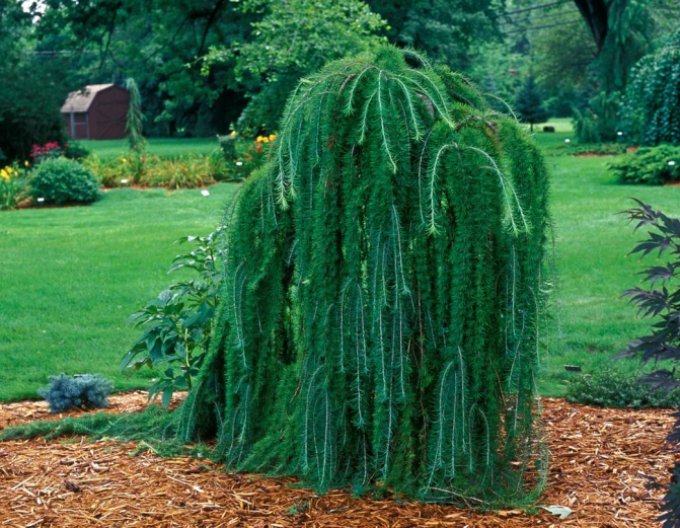 Opadavý modřín  (japonský) ´Varley Pendula´ na kmínku