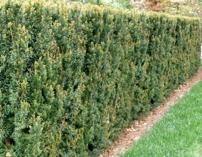 Tis prostřední  ´Hillii´