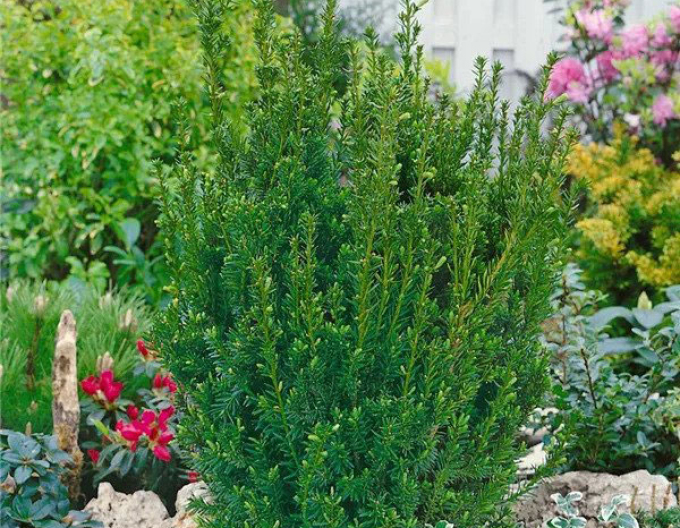 Tis prostřední  ´Hillii´