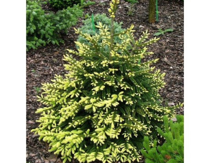 Smrk východní ´Golden Start´