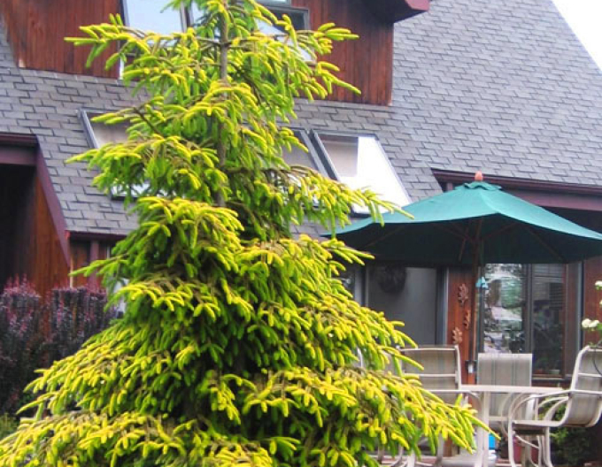 Smrk východní ´Golden Start´