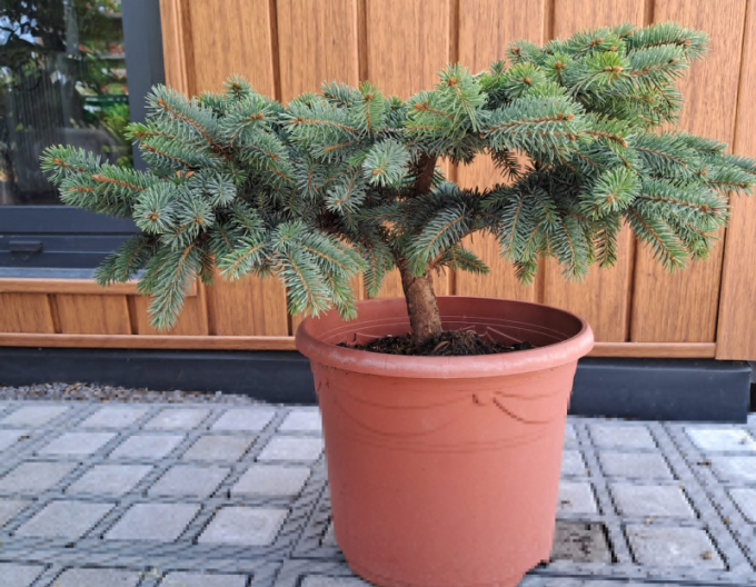 Smrk pichlavý ´Nidiformis Kalouš´