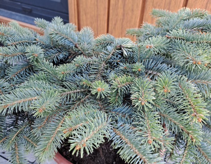 Smrk pichlavý ´Nidiformis Kalouš´