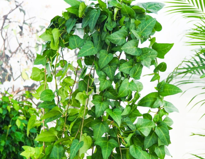 Břečťan Mein Hertz