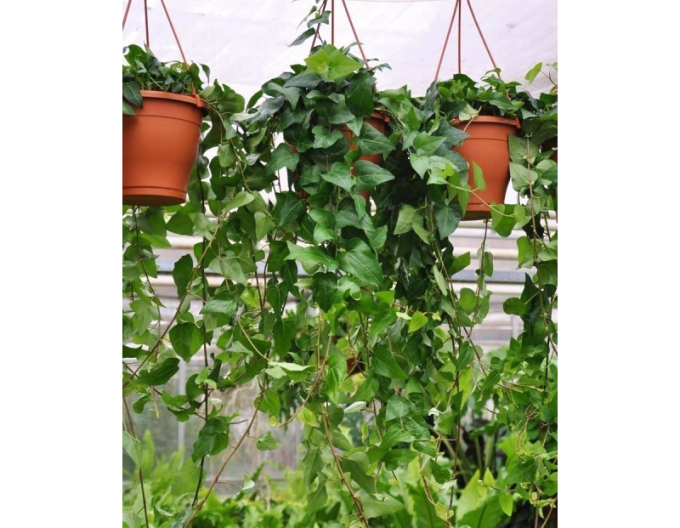 Břečťan Mein Hertz