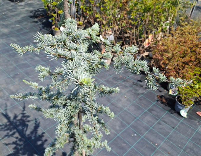 Cedr libanonský Atlantica La Fontaine