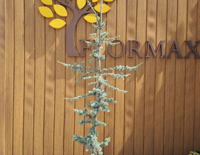 Cedr libanonský Atlantica La Fontaine