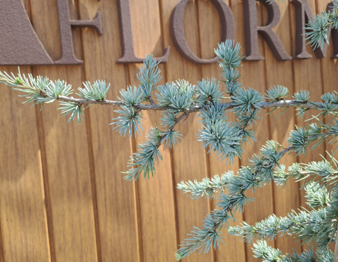 Cedr libanonský Atlantica La Fontaine