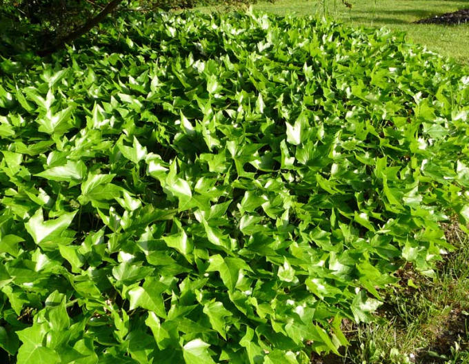 Břečťan Green Ripple