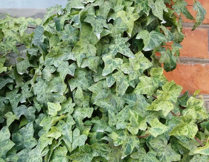 Břečťan popínavý ´Marmorata´