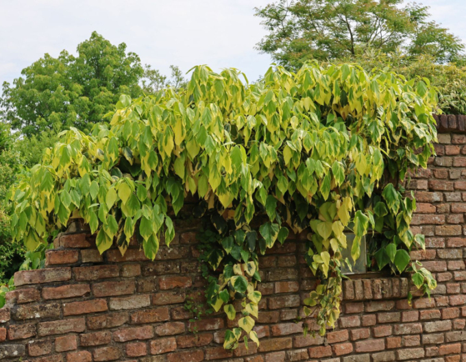 Břečťan kavkazský Sulphur Heart