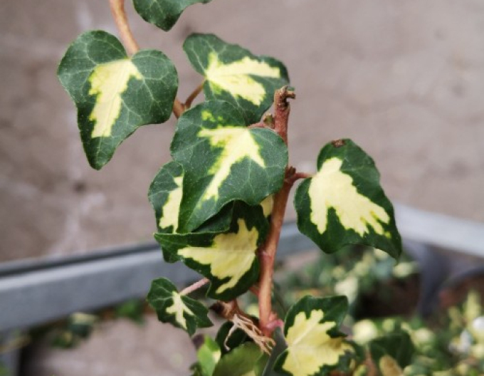 Břečťan popínavý ’Goldheart’