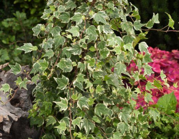 Břečťan White Ripple