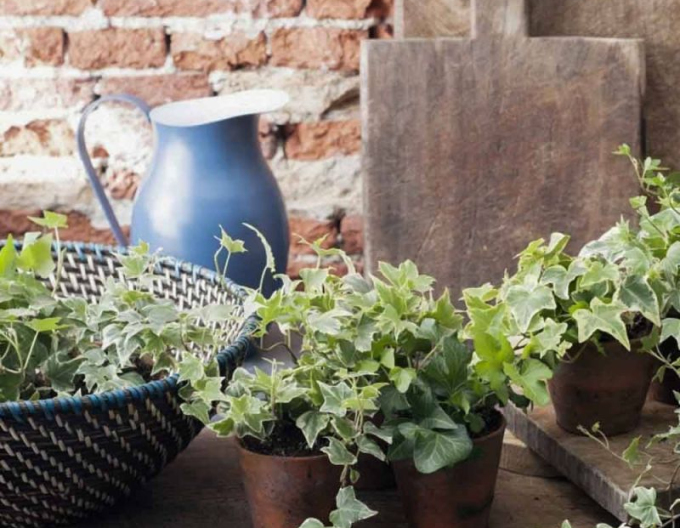 Břečťan White Ripple