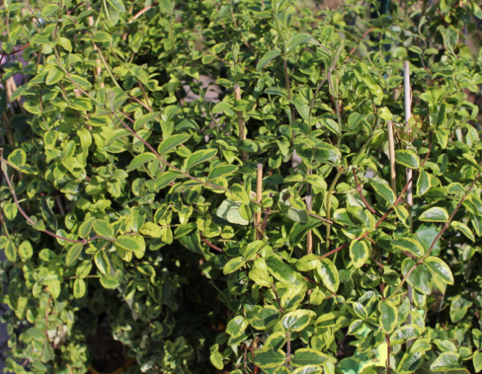 Zimolez japonský ´Kogel - Mogel´