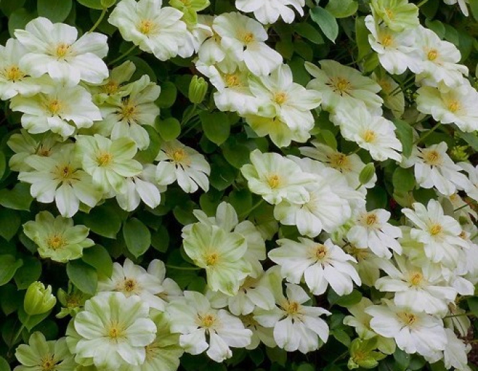 Clematis Guernsey Cream