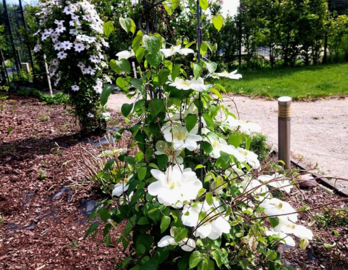 Clematis Guernsey Cream