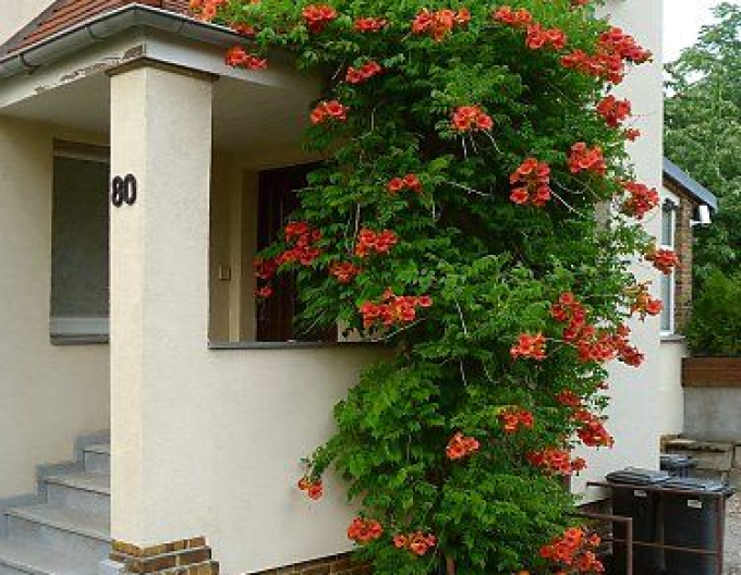 Trubač popínavý ´Madame Galen´