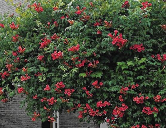 Trubač popínavý ´Gabor´