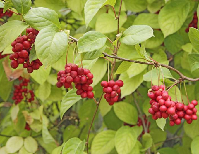 Klanopraška čínská