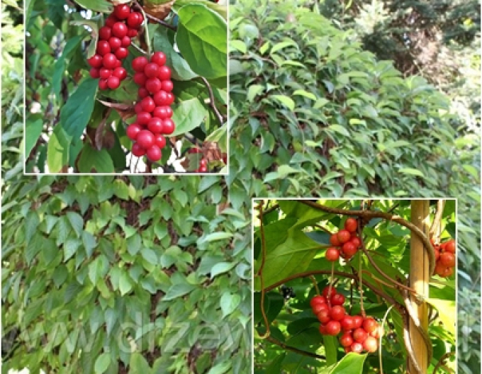 Klanopraška čínská