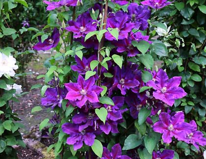 Clematis ´Julka´