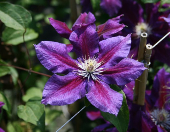 Clematis ´Julka´