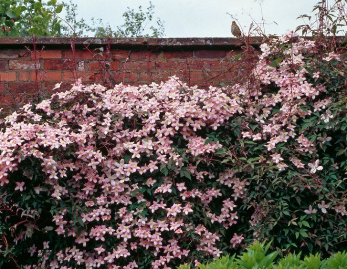 Clematis ´Elizabeth´