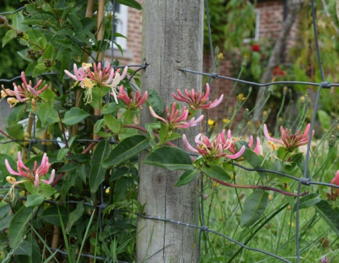 Zimolez ovíjivý ´Belgica´