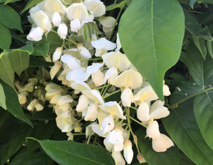 Vistárie ´White Silk´