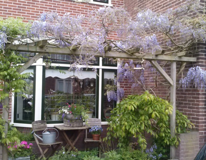 Kvetoucí vistárie Issai