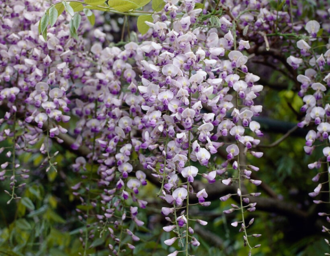 Kvetoucí vistárie Issai