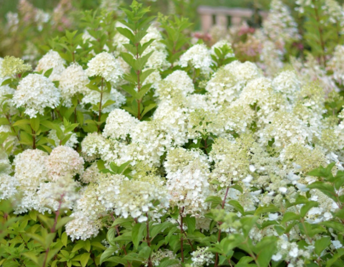 Hortenzie ´Little Alf´