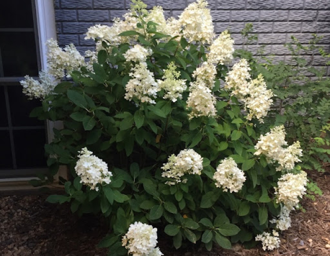 Hortenzie ´Little Alf´