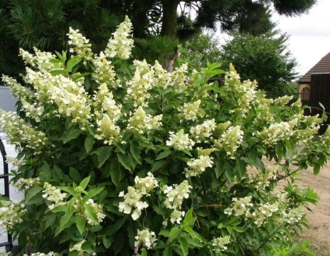 Hortenzie ´Unique´