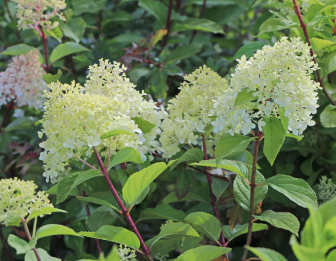 Hortenzie ´Unique´