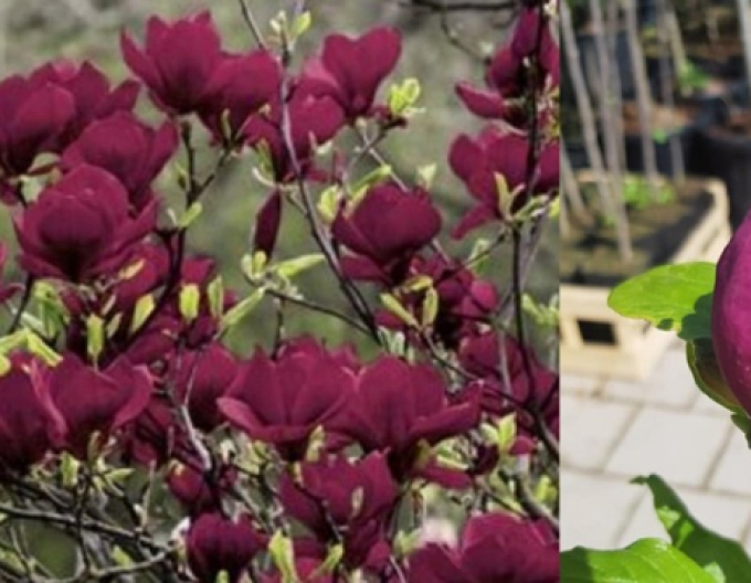 Šácholan ´Genie´