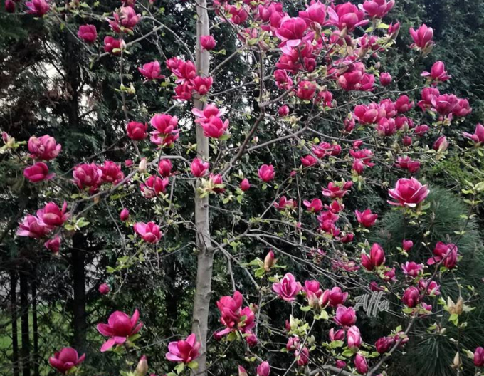 Šácholan ´Genie´